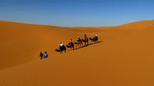 Camel caravan crossing the golden sand of Erg Chebbi