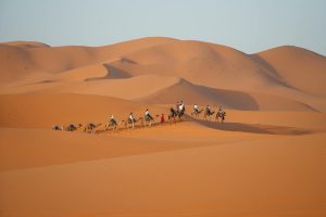 Camel caravan crossing the Erg Chebbi dunes