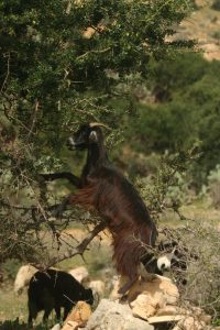 Cabra subida a un árbol de argán en la carretera de Marrakech a Essaouira