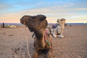 Camels resting in the desert near Zagora