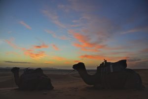 Silueta de un camello al amanecer en el Sahara cerca de Merzouga