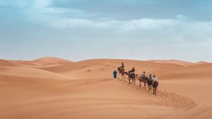 Small camel caravan on the open sand of Erg Chebbi