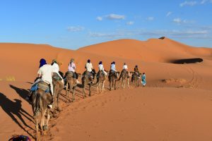 Caravana de camellos cruzando las dunas de Erg Chebbi hacia el campamento