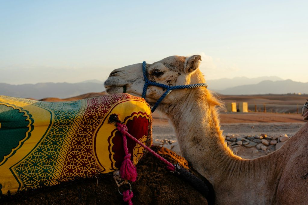 Agafay Desert quad bike and camel ride