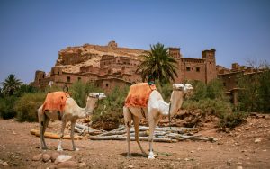 Camels resting in front of an earthen kasbah