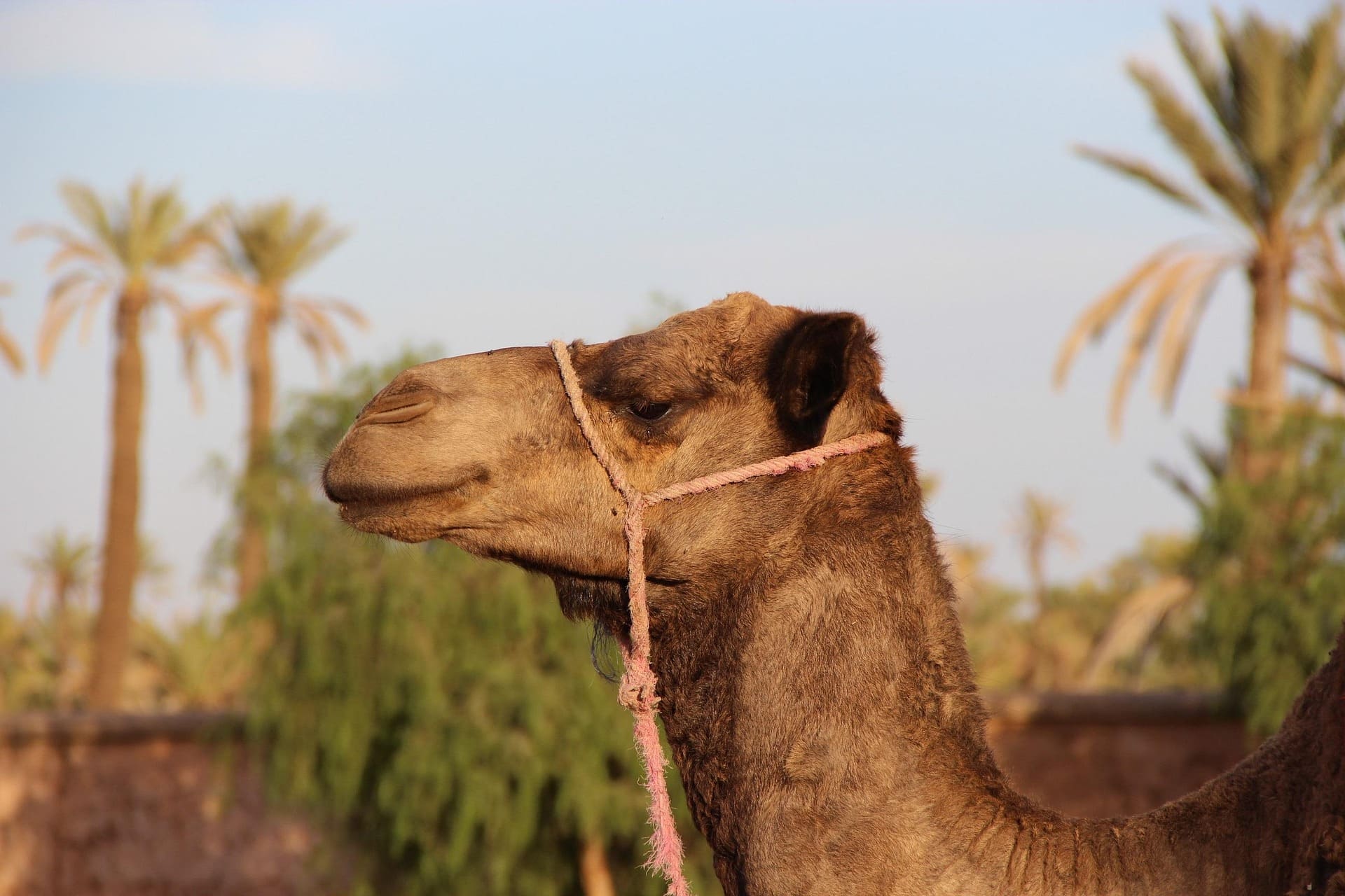 12 Days Tour from Marrakech to the Sahara Desert, Fes and Chefchaouen